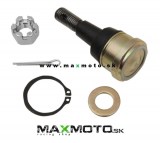 Gulovy_cap_ramena_41-3059